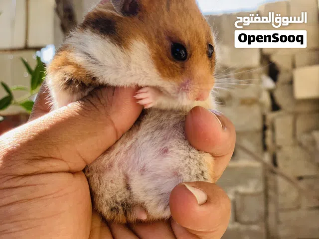 هامستر سوري اعمار مختلفة الوان مختلفة