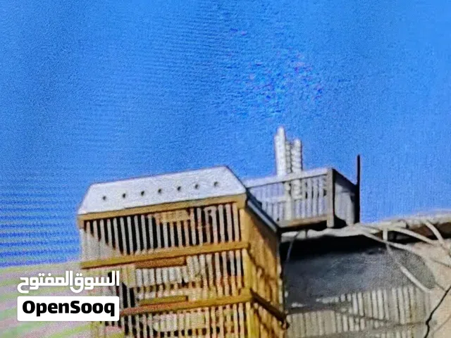 بلبل تغريده راقي وين ماتخلي يغرد سعره 50 الف قفل تعال واتساب ادزلك فيدو مكاني قبله حي المندسين