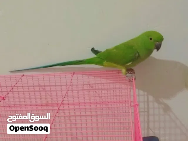 بغبغاء عمر 5اشهر أليف جدا أبيعها او ابدله بغير طيور