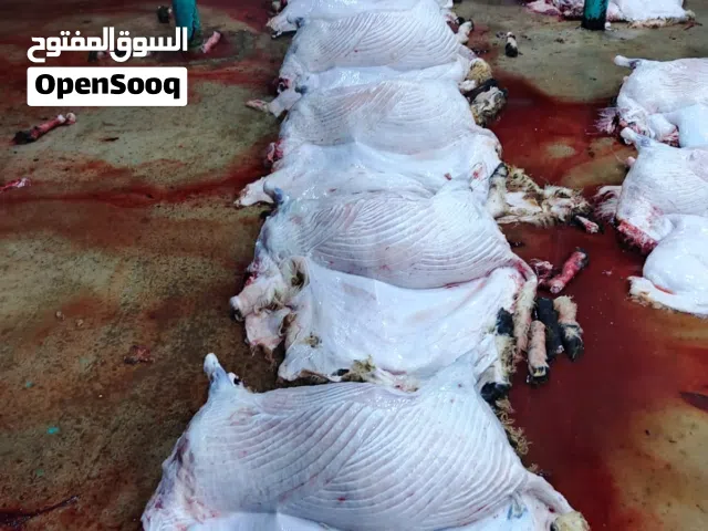 لحام وسليخ وشوي