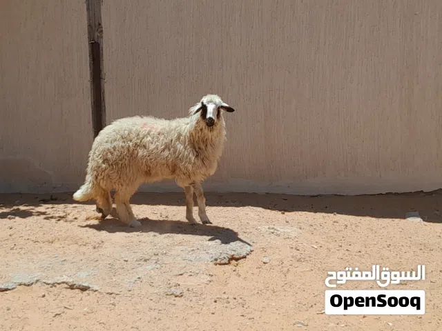 فطيمه وطنيه الله يبارك عمرها ف8شهور سليمه من العيوب جنسها توميه مشالله متع تربيه...