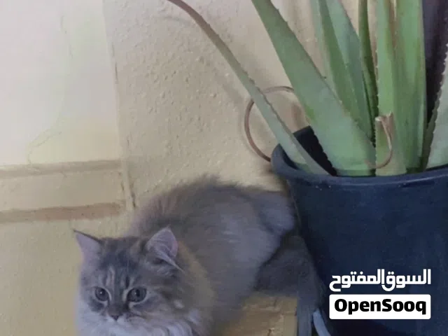 قطة عمر 7شهور شيرازي بصحة ممتازه