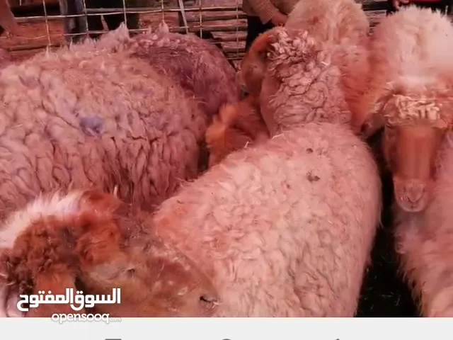 ابو ينال للذبح الاضاحي