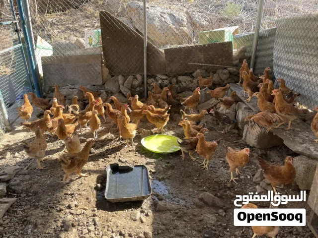 دجاج فرنسيات لون الاحمر