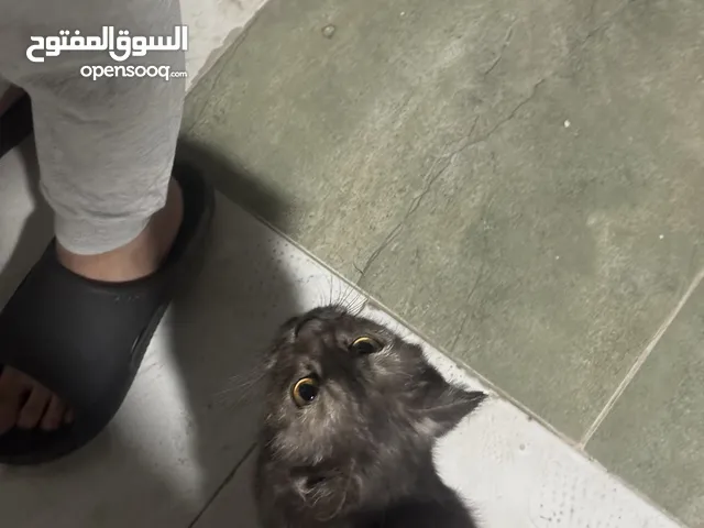 Scottish straight black tabby