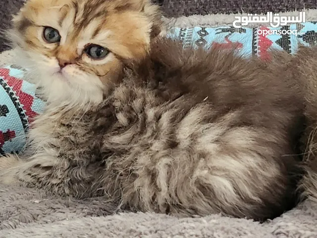 قطط صغيرة هاف سكوتش فولد