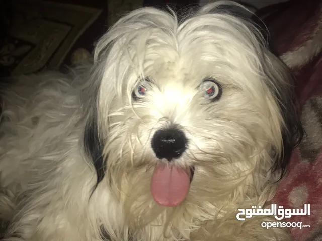 مطلوب كلب تريار للتزاوج فقط
