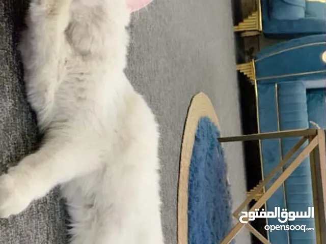 قطة انثى نوع انغورا تركي عيونها صفحة ازرق و الصفحة الثانية عسلي