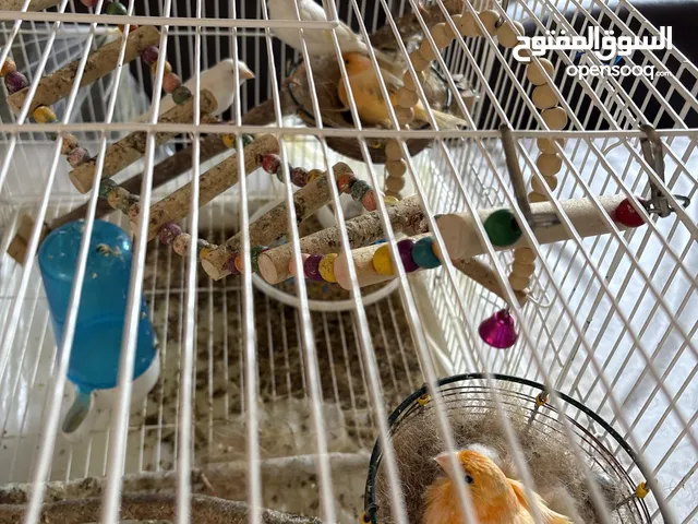 كناري سوري للبيع السعر تنافسي