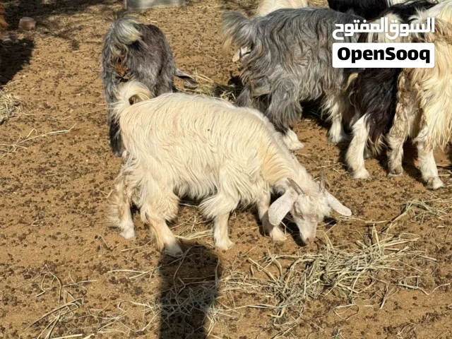 جدي عماني لتربية او لذبح سمين فول