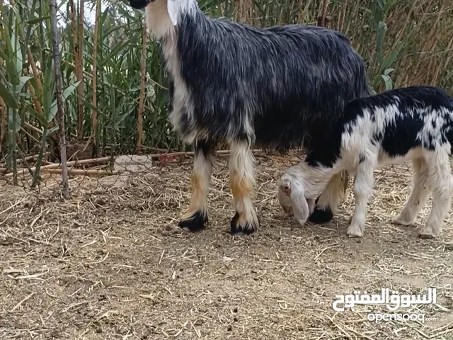 ثلث نجد وخروف توووب