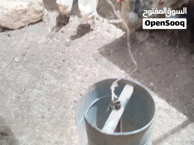 خمس فرخات بلديات بياضات للبيع