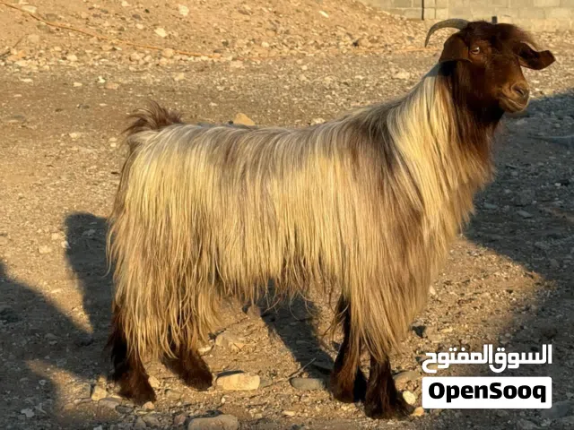 للبيع شاه دبسيه من حلال بني سعيد اصل مستوى طيب