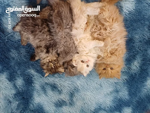 قطط مكس شانشيلا وهمالايا