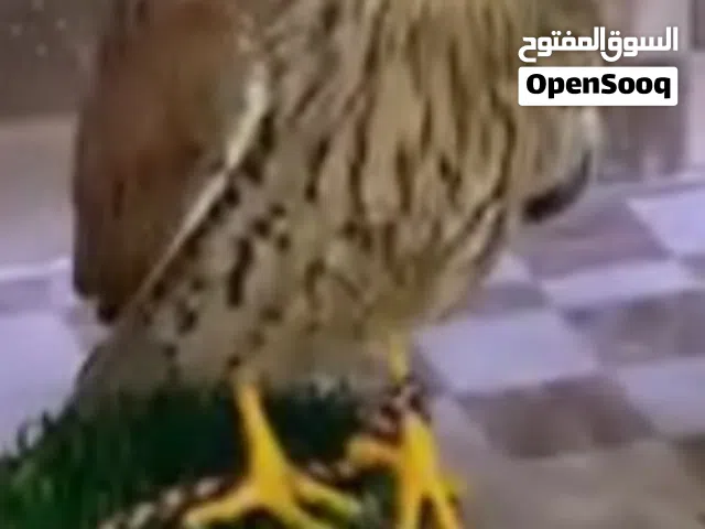 للبيع ترمه حجم كبير