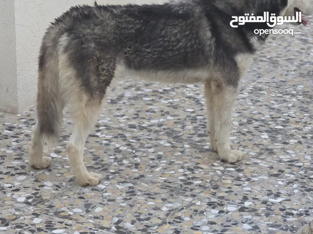 كلب هاسكي للبيع بسعر ميه وخمسه وعشرين الف