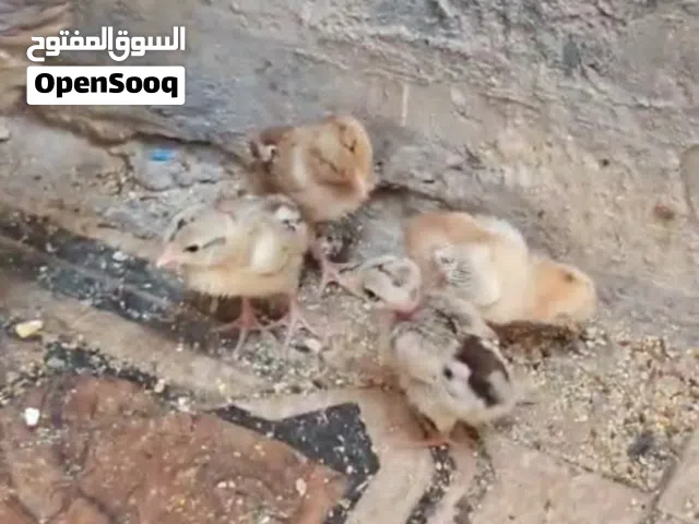 دجاجه هيه وفراخها الوصف مهم