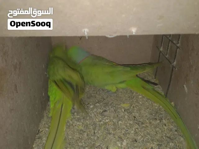 جواز دره هندي حبات جامبو لبدل على جوز كساندرا