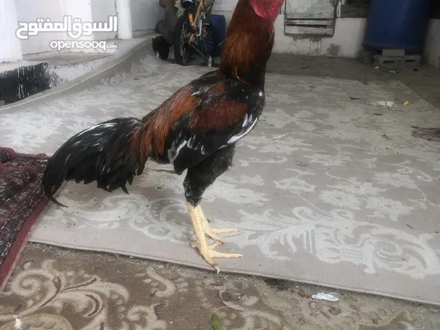 ديك تركي مخلوط ( حق فايتات)