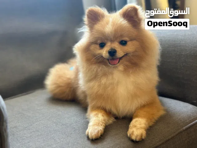 Pure pomarinianبومرينيان بيور