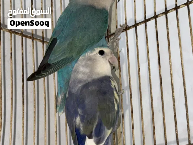 زوج طيور حب منتج