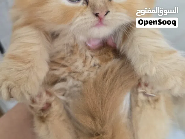 شيرازي ذكور وإناث