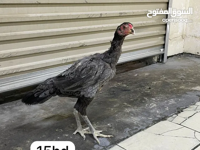 للبيع دجاج فايتر اسعار ثابته غير قابل للتفاوض وللكميه اسعار خاصه