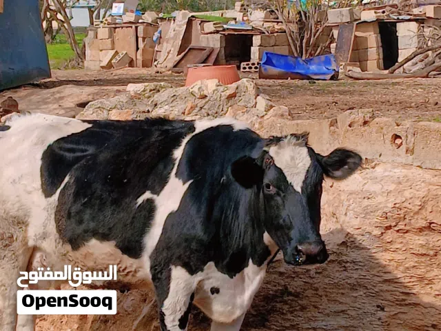 بقره ام ثاني درار