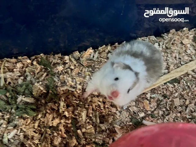 هامستر صحه وجمال شعر طويل الوانهن حيل حلوات التصوير ضالمهن بيع او مراوس