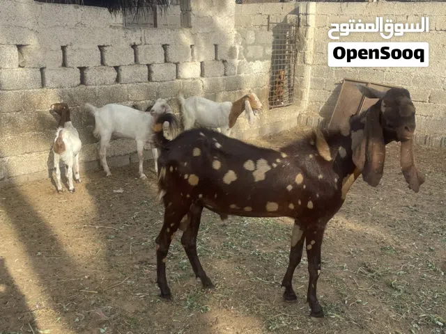 طقم باكستاني اقرا الوصف