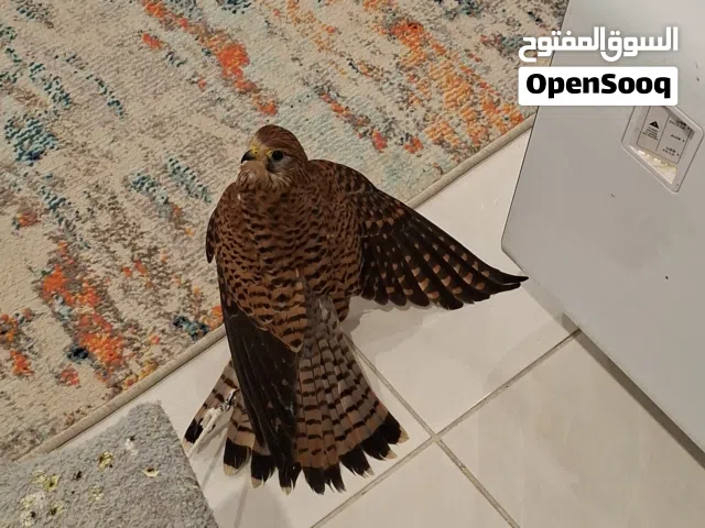 للبيع طير جارح