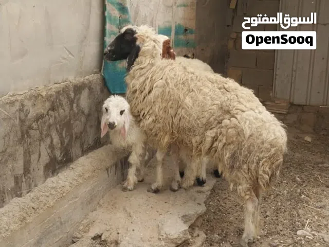 نعجات للبيع