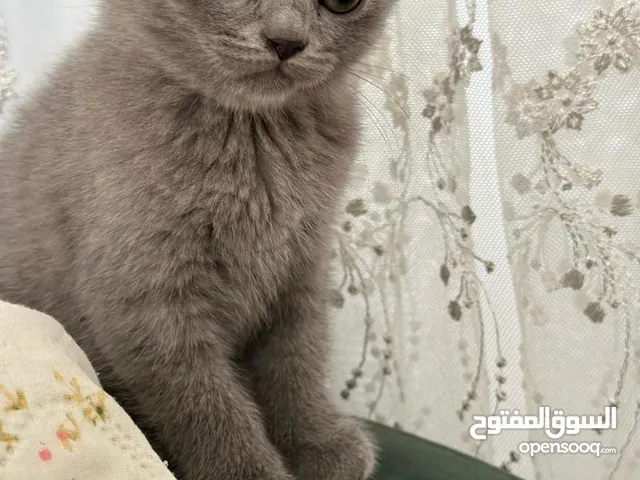 للتبني بشروط سكوتش فولد بيور