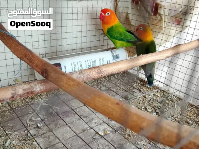 فيشرات منتجين