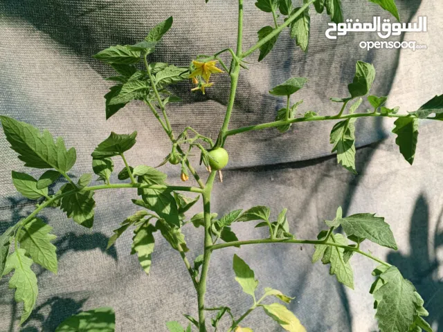 طماط مثمر كبير