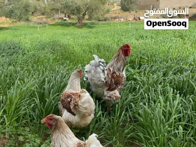 متوفر كوبيا وان دوت بركاني +انتاج كتكوت ...اقرا وصف