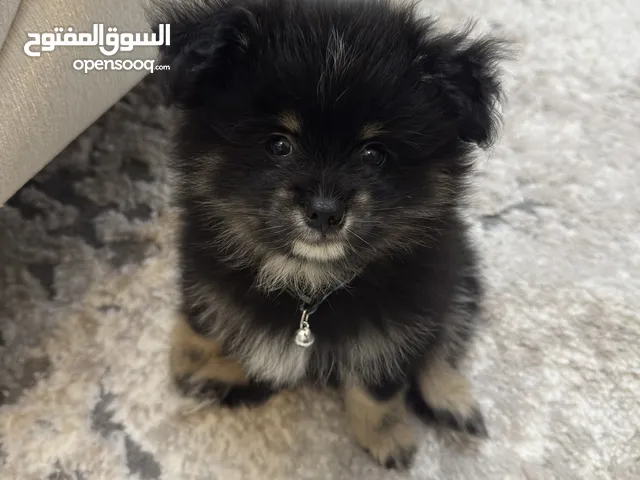 بوميرنيان العمر شهرين لعوب مع جواز سفر ولقاحات