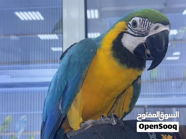مطلوب طيور انواع اشكال
