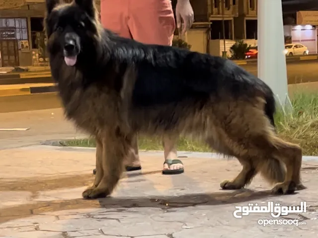ذكر جيرمن fci