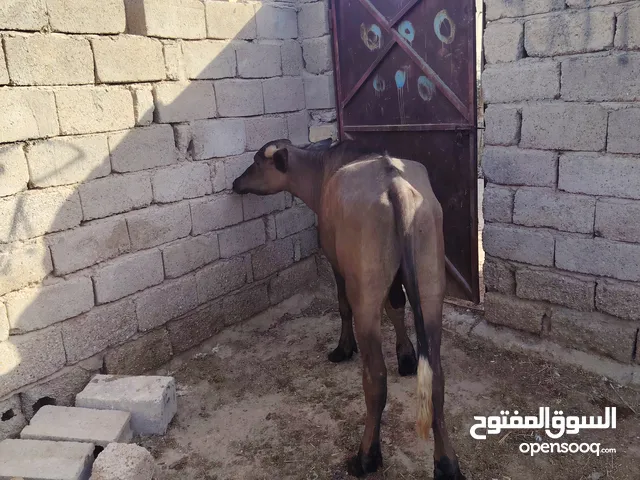 سلام عليكم شفج سمين خير من الله مناسب