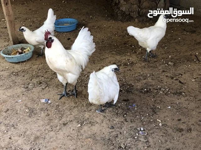 بسم اللة مشاء اللة تلاتة دجاجات وفروج لمبرقيني أبيض نادر.