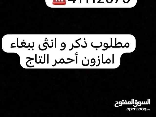 ببغاء امازون