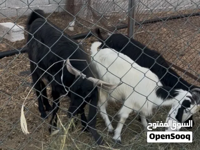 معزتين  للبيع