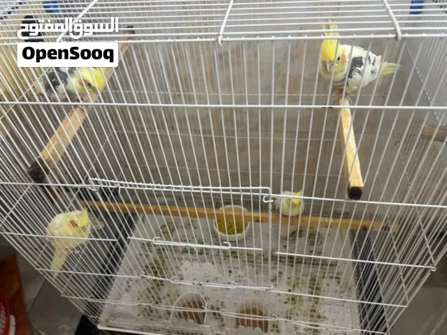 للبيع زوجين كوكتيل بقري