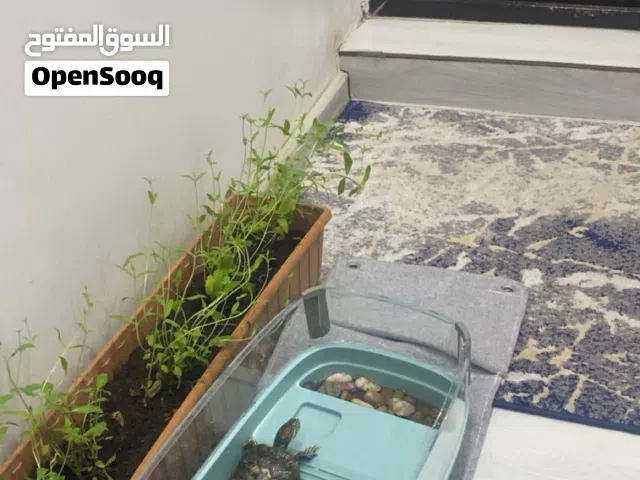 سلحفاة مع الحوض
