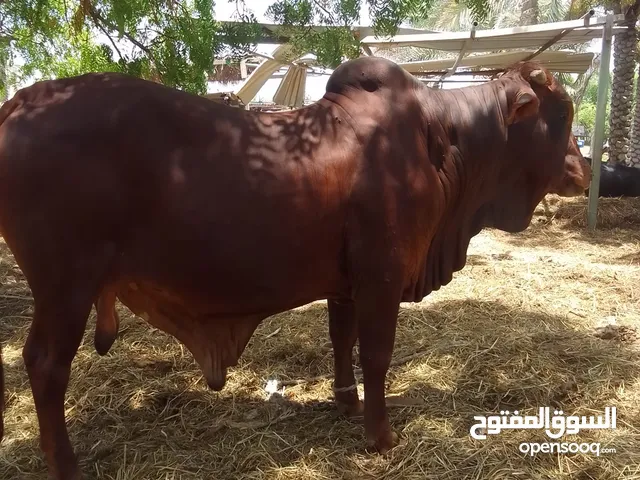 عجل اثيوبي