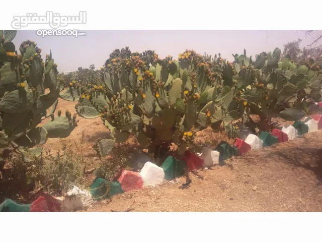 Farm Land for Sale in Amman Al Jizah