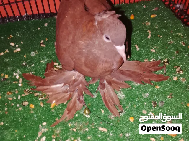 متاح نثيه راعب مخلفه طيره جاهزه كلش حلوه فول تحاجيل شراويل