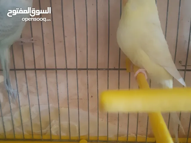 طيور حب للبيع او للبدل على طيور كوكتيل.