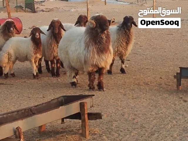 خرفان تربية نضيفة